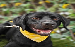 Mixed Breed dogs for adoption: Bentley - Image 6