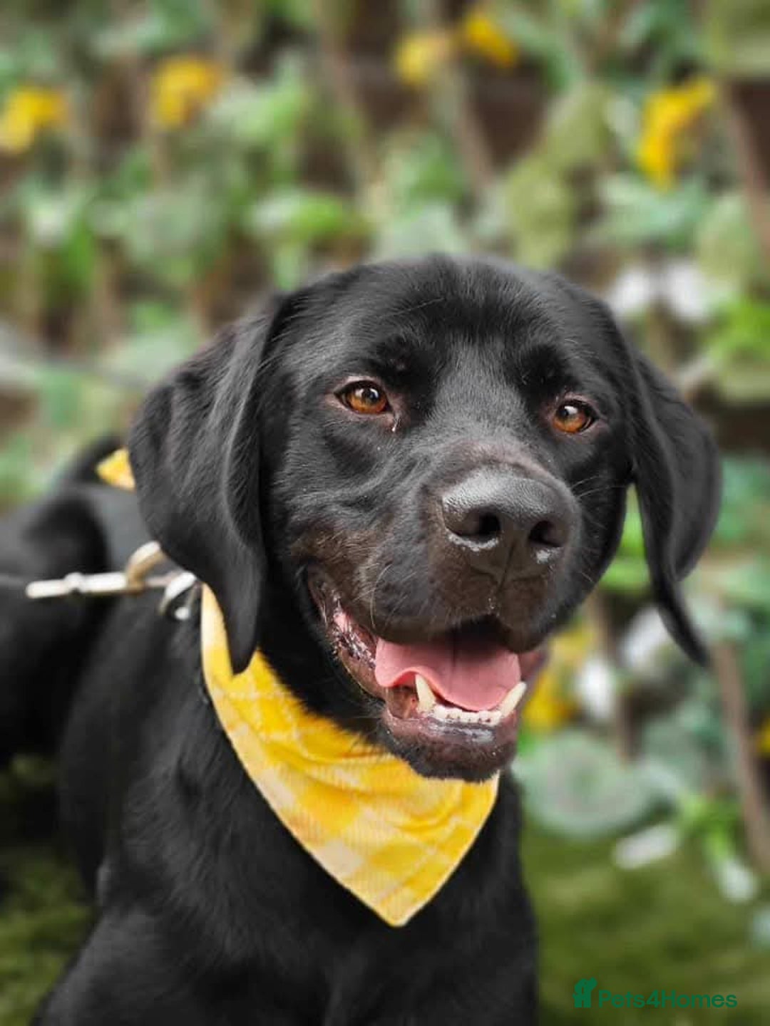 Mixed Breed dogs for adoption: Bentley - Image 6