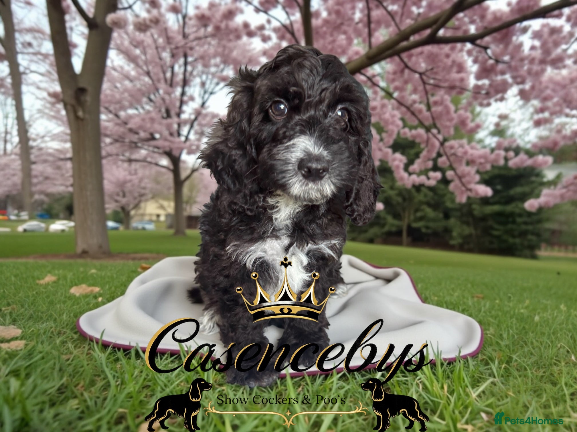 Cockapoo dogs READY NOW DNA CLEAR LAST F1 GIRL - Advert 2