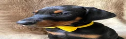 Dobermann dogs for sale: KC REGISTERED DOBERMAN PUPS - Advert 1