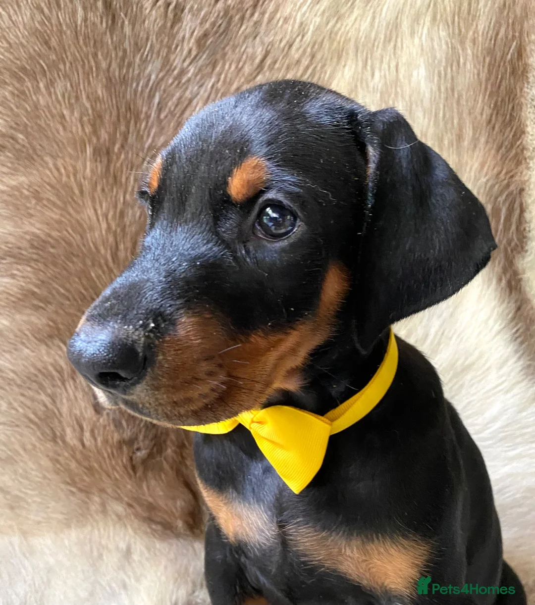 Dobermann dogs for sale: KC REGISTERED DOBERMAN PUPS - Advert 1
