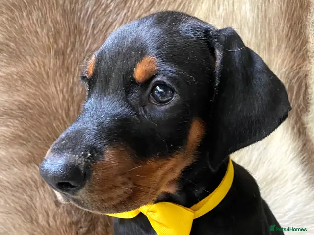 Dobermann dogs for sale: KC REGISTERED DOBERMAN PUPS - Advert 23