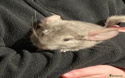 Chinchilla rodents for sale: Chinchilla for sale  - Image 7