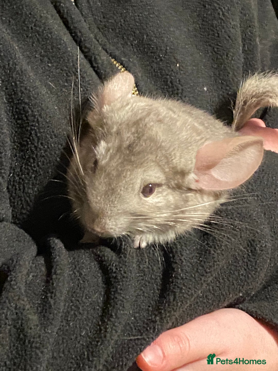 Chinchilla rodents for sale: Chinchilla for sale  - Image 7