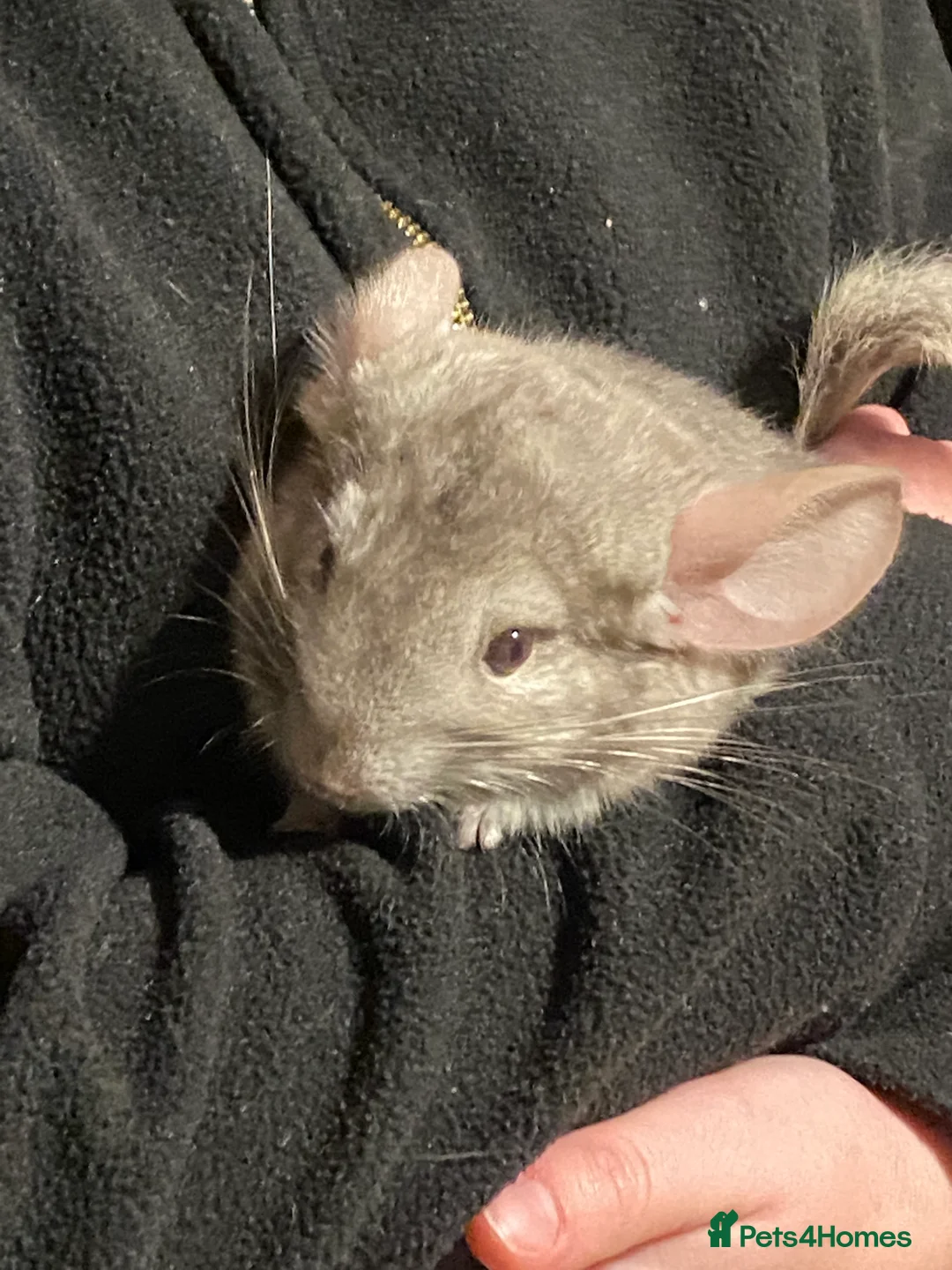 Chinchilla rodents for sale: Chinchilla for sale  - Advert 7