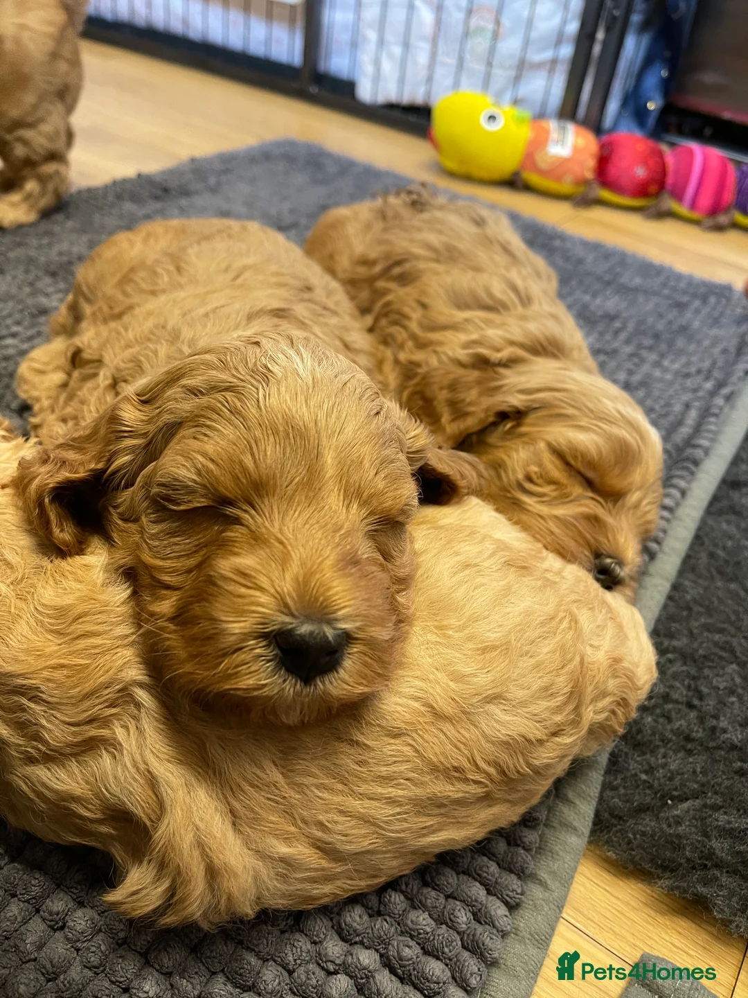 Miniature Poodle dogs for stud: ❤️ DNA Health Tested Beautiful red poodle for stud - Advert 11