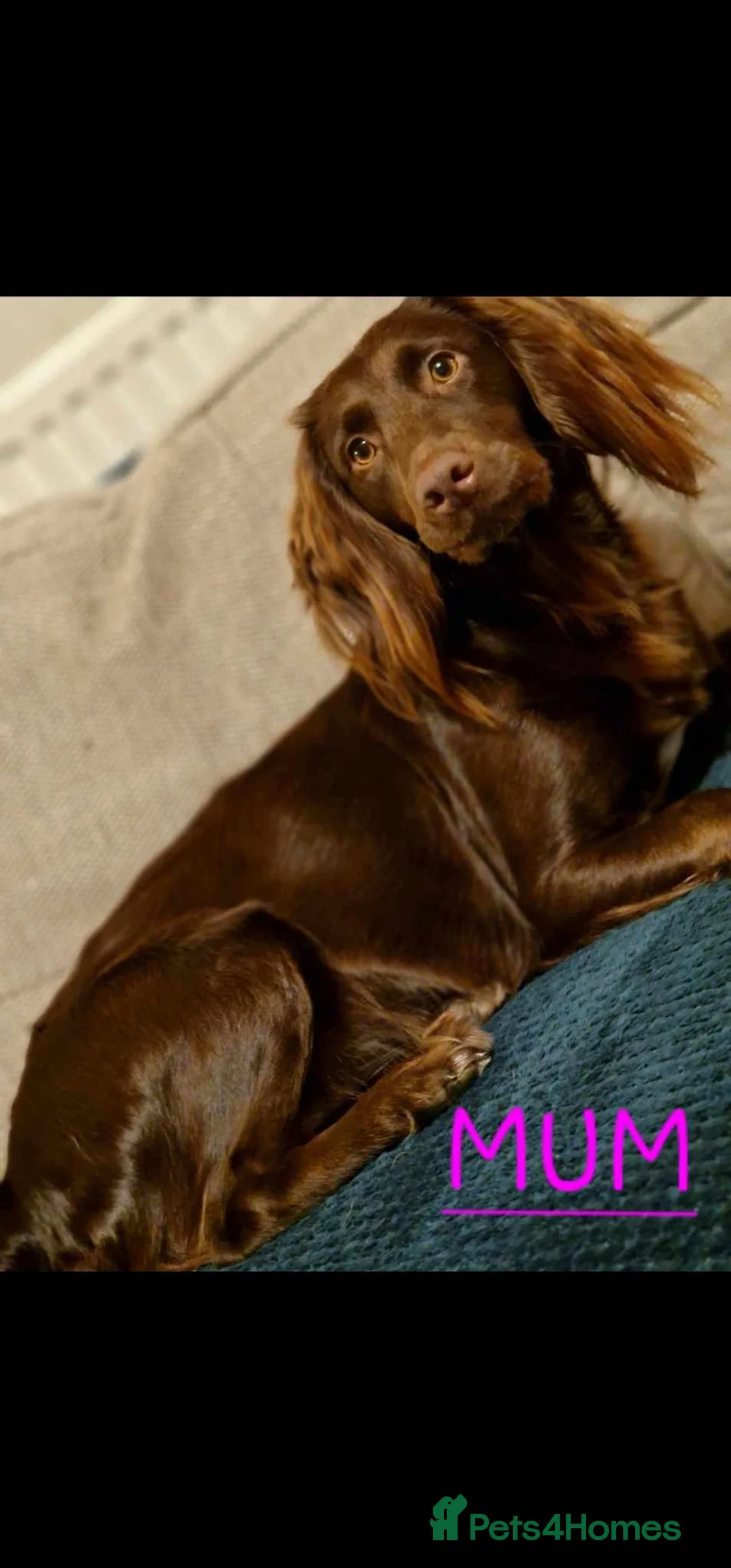 Mixed Breed dogs for sale: Cocker Spaniel × Rottweiler in Matlock - Advert 1