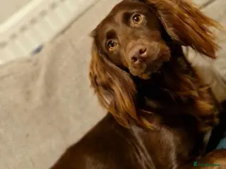 Mixed Breed dogs Cocker Spaniel × Rottweiler - Advert 1