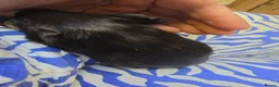 Guinea Pig rodents for sale: Female guinea pigs  - Advert 14