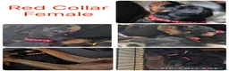 Dobermann dogs for sale: Dobermans For sale. in Oldbury - Advert 5