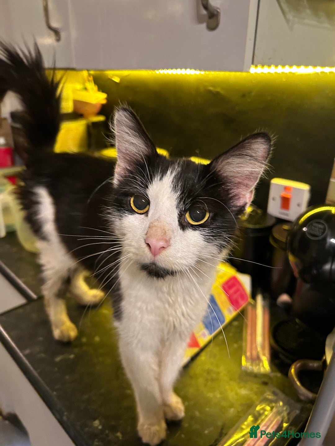 Mixed Breed cats for sale: 3 beautiful boys  - Advert 2