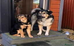 Mixed Breed dogs for adoption: Arthur is looking for a very special home - Image 5