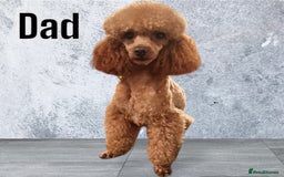 Goldendoodle dogs for sale: ** GOLDENDOODLE GIRL BVA/PRA CLEAR ** - Image 6