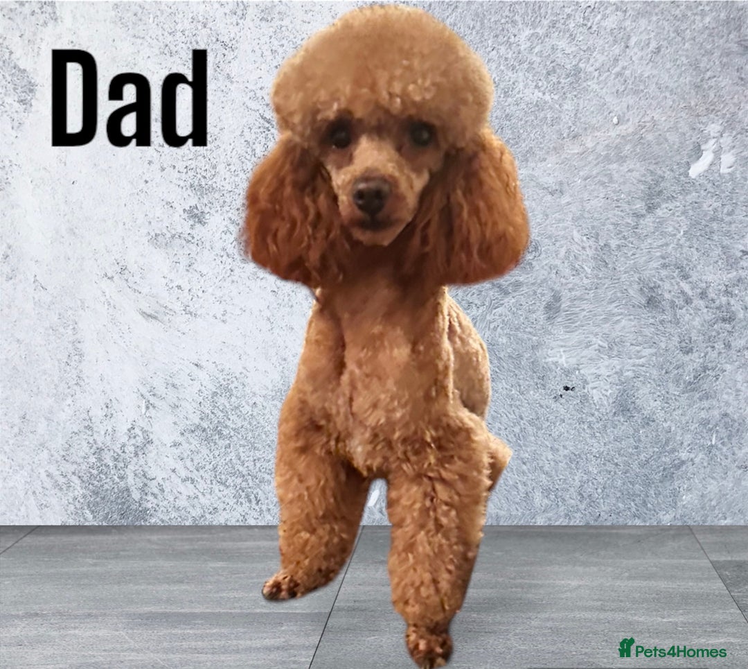 Goldendoodle dogs for sale: ** GOLDENDOODLE GIRL BVA/PRA CLEAR ** - Image 6