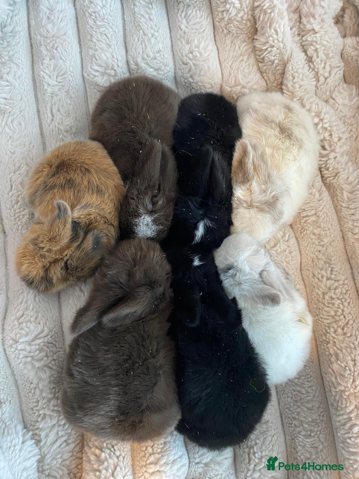 Mini Lop rabbits Gorgeous Purebred Mini Lop Babies - Advert 15
