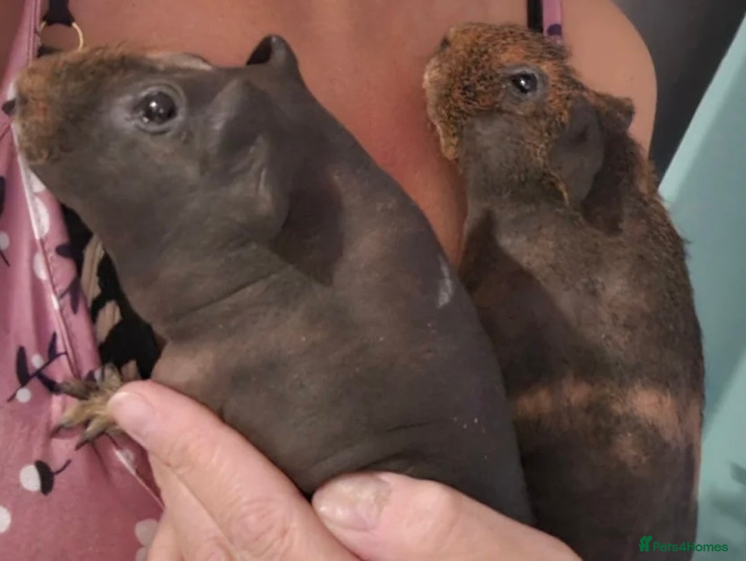 Guinea Pig rodents for sale: 2 male skinny pigs  - Image 1