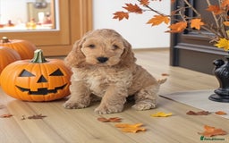 Cockapoo dogs for sale: 1 boys left apricot f1 DNA tested Cockerpoos  - Image 3
