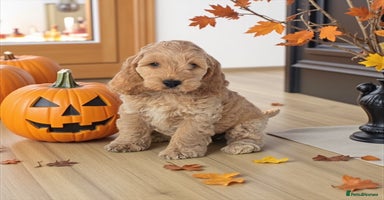 Cockapoo dogs - Advert 7