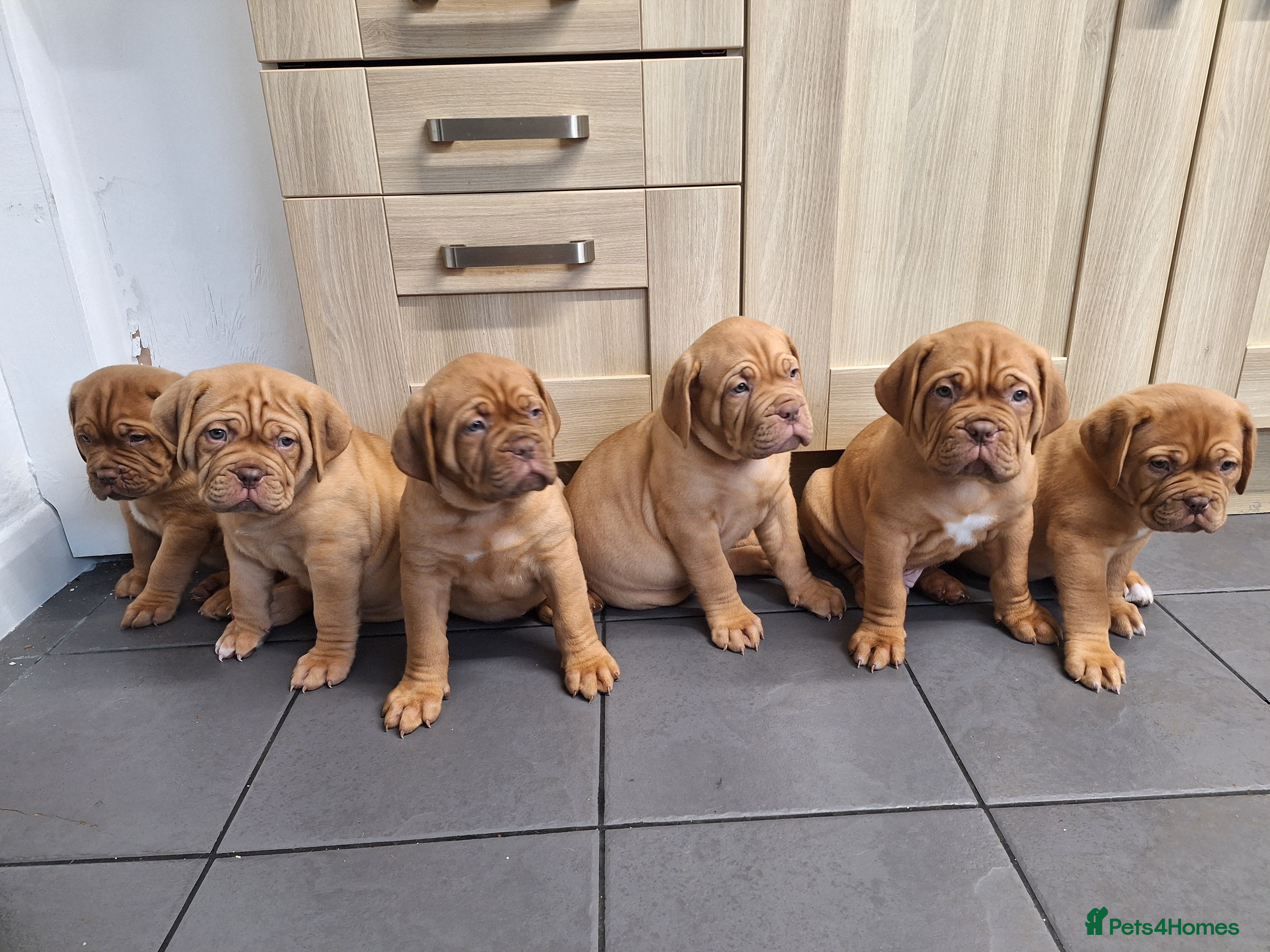 Dogue De Bordeaux dogs READY TO LEAVE! Stunning Dogue De Bordeaux Puppies - Advert 6