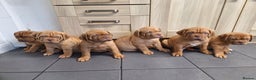 Dogue De Bordeaux dogs for sale: READY TO LEAVE! Stunning Dogue De Bordeaux Puppies - Advert 1