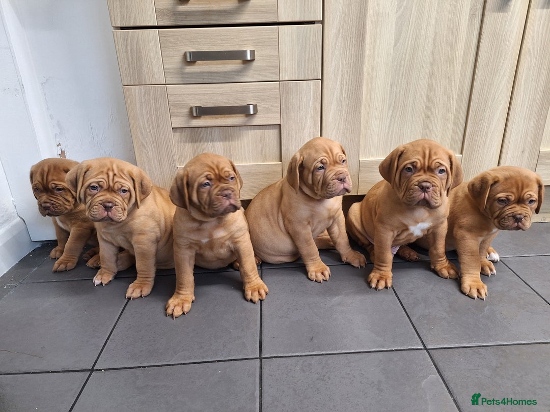 Dogue De Bordeaux dogs for sale: READY TO LEAVE! Stunning Dogue De Bordeaux Puppies - Advert 1
