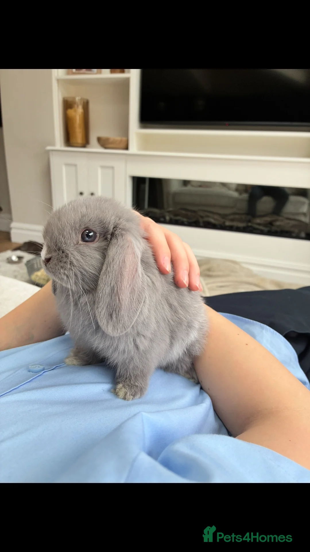 Gallery Image {{count}}