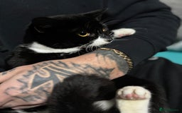 Mixed Breed cats for sale: For free 3 females kittens  - Advert 5