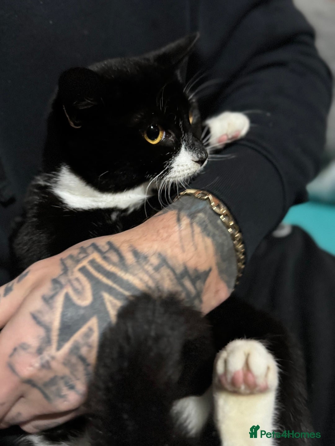 Mixed Breed cats for sale: For free 3 females kittens  - Advert 5