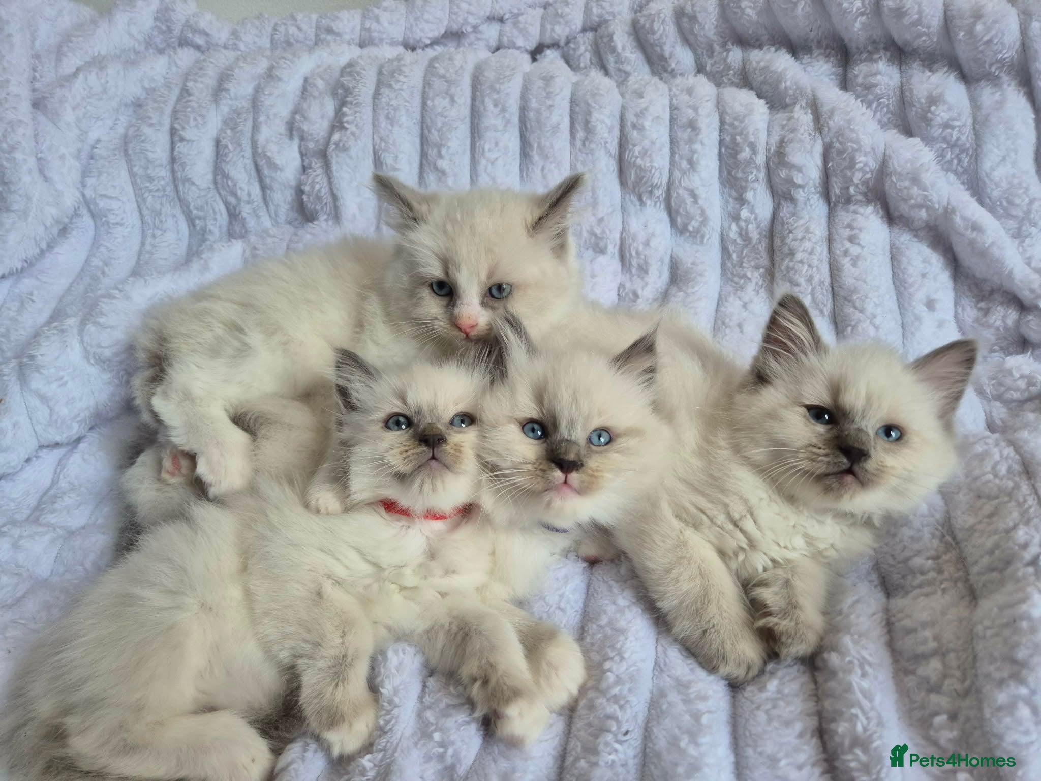 Ragdoll cats Ragdoll kittens  - Advert 1