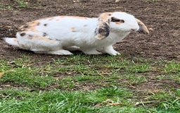 French Lop rabbits for sale: Female rabbit for sale - Image 2