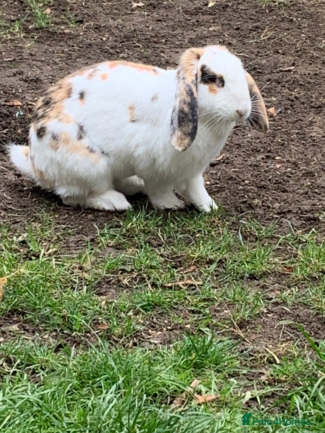 French Lop rabbits for sale: Female rabbit for sale - Image 2