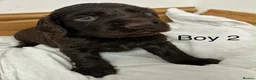 Cocker Spaniel dogs for sale: 🐾 GORGEOUS COCKER SPANIEL PUPPIES 🐾 - Advert 8