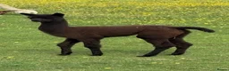 Alpaca livestock for sale: Pedigree female and cria - Advert 5