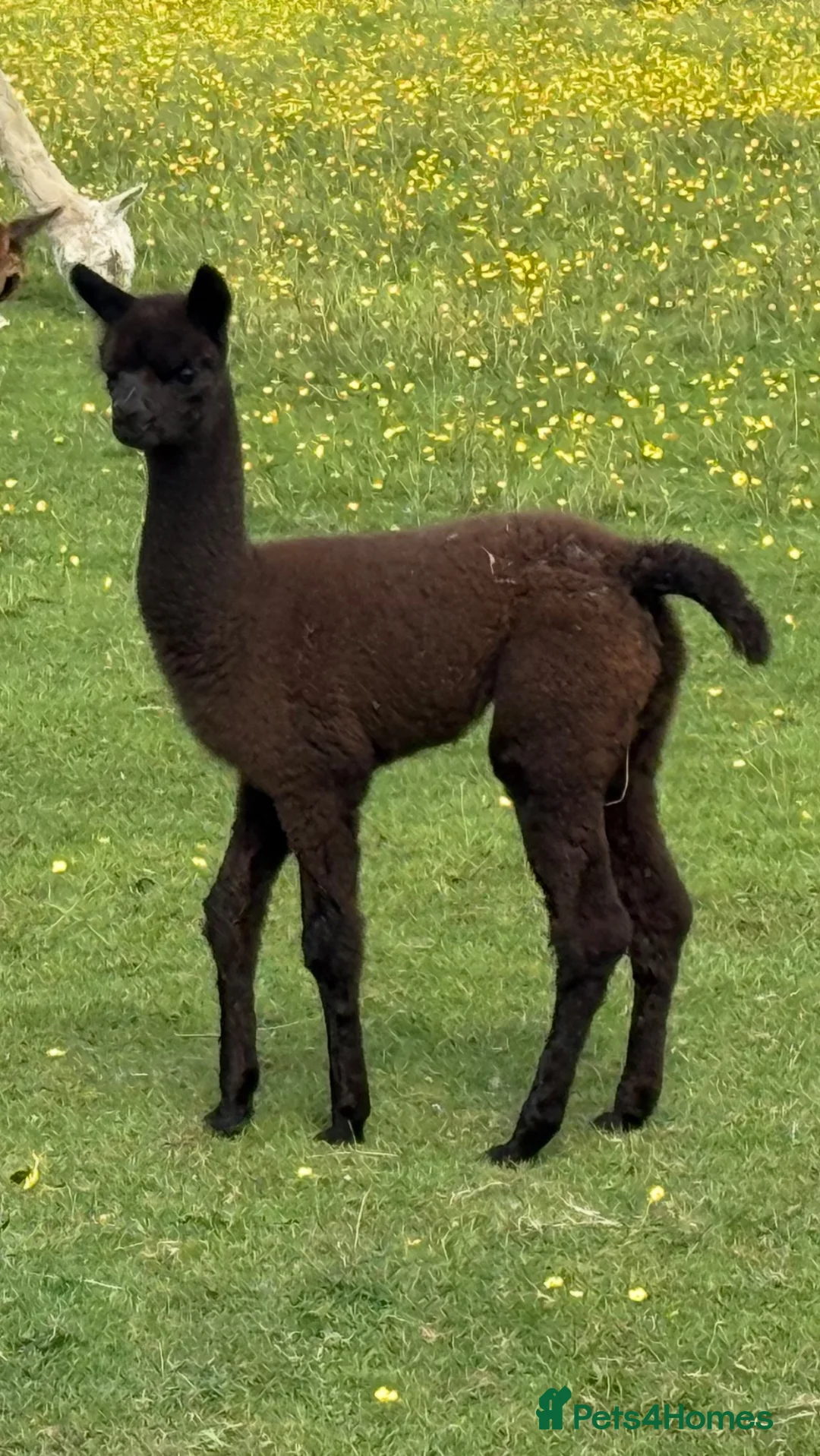 Alpaca livestock for sale: Pedigree female and cria - Advert 5