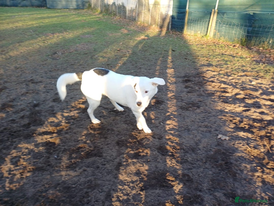 Mixed Breed dogs for adoption: 🌸 MEET BIANCA - a Gentle Girl for a Loving Family - Advert 21