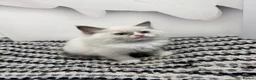 Ragdoll cats for sale: TICA Pedigree Ragdolls Kittens  - Advert 20