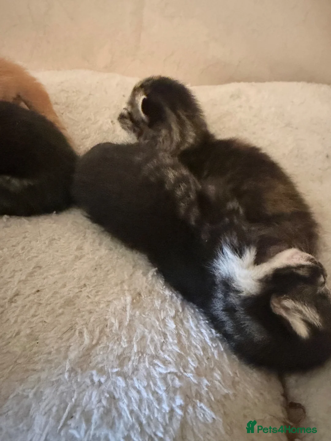 Mixed Breed cats for sale: 3 female kitten’s in Farnborough - Advert 17