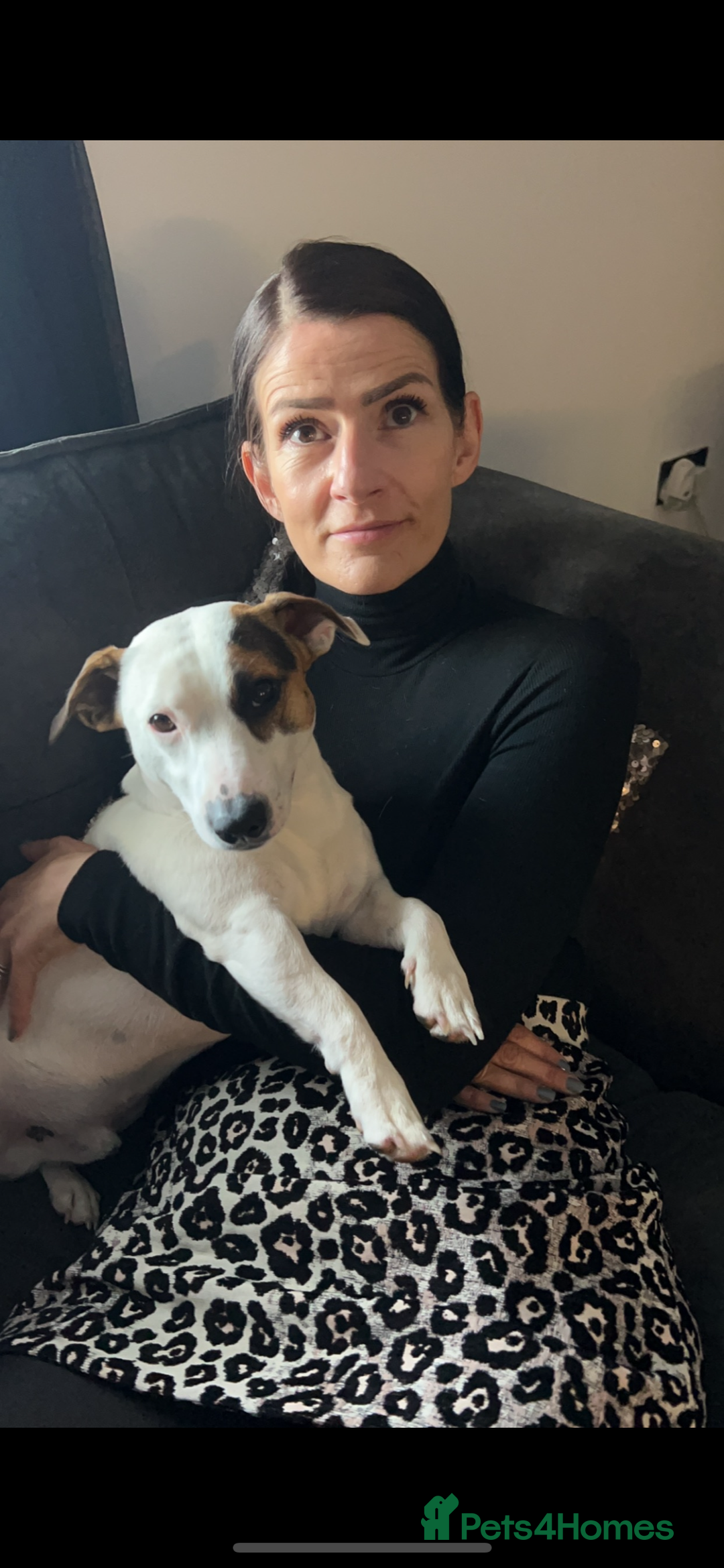 Jack Russell dogs for stud: Jack Russell For Stud - Advert 5