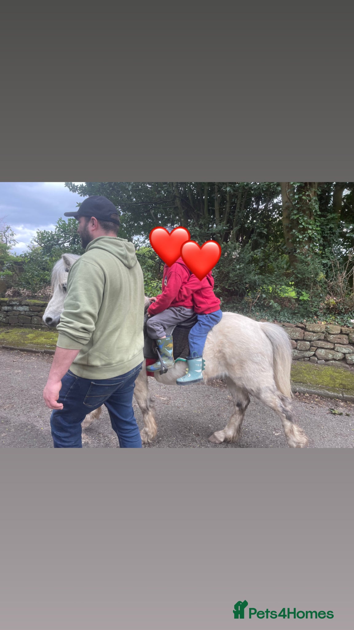 Welsh Section A horses Barney, 12hh 8yo Sec A Gelding - Advert 1