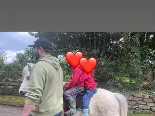 Welsh Section A horses Barney, 12hh 8yo Sec A Gelding - Advert 1