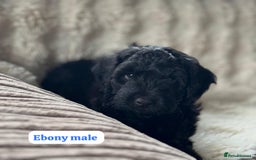 Cockapoo dogs for sale: ** BEAUTIFUL CHOC & EBONY TOY F1 COCKAPOO PUPS ** - Image 5