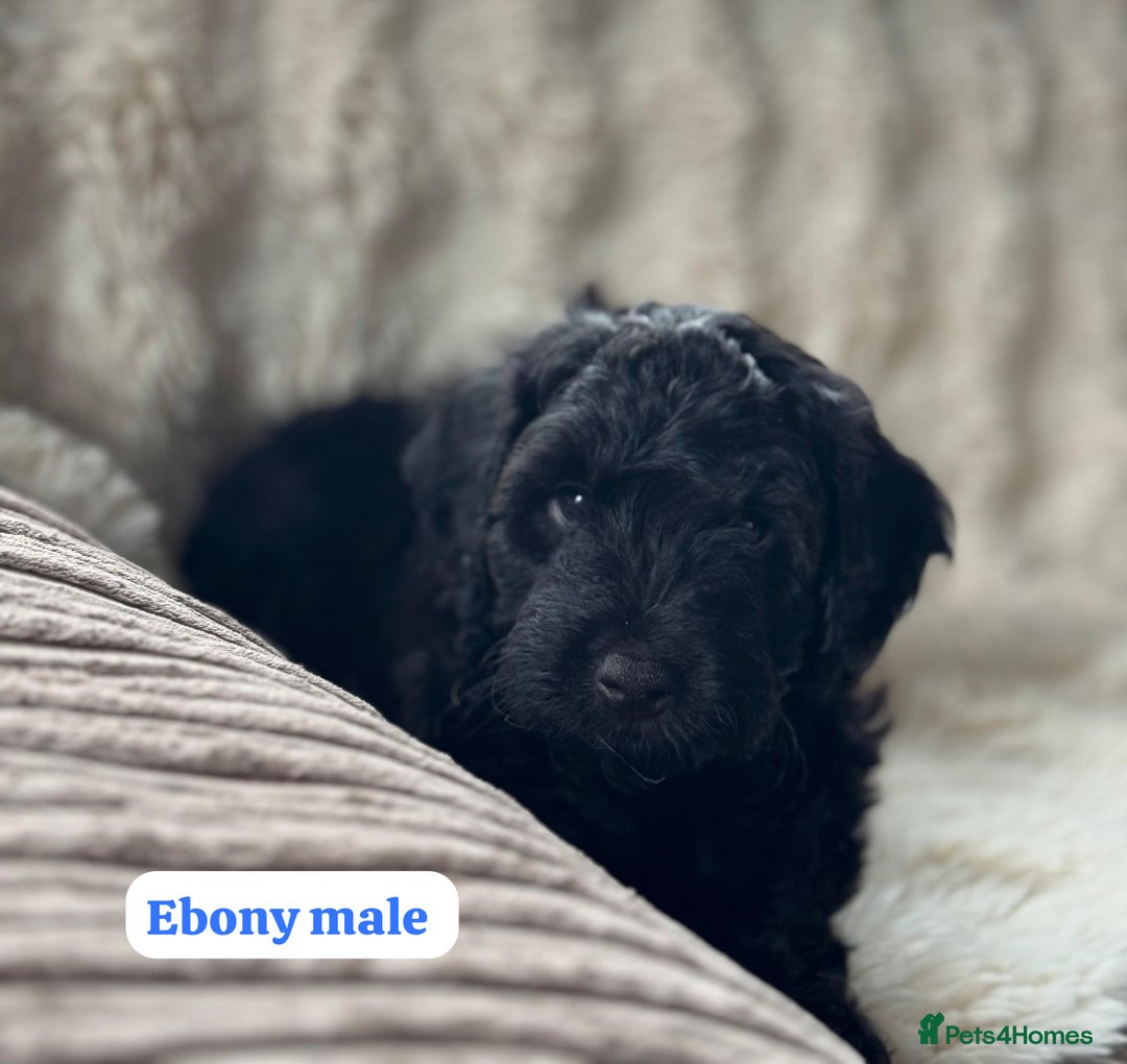 Cockapoo dogs for sale: ** BEAUTIFUL CHOC & EBONY TOY F1 COCKAPOO PUPS ** - Image 5