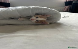 Mixed Breed cats for sale: White and ginger kitten for adoption - Image 4