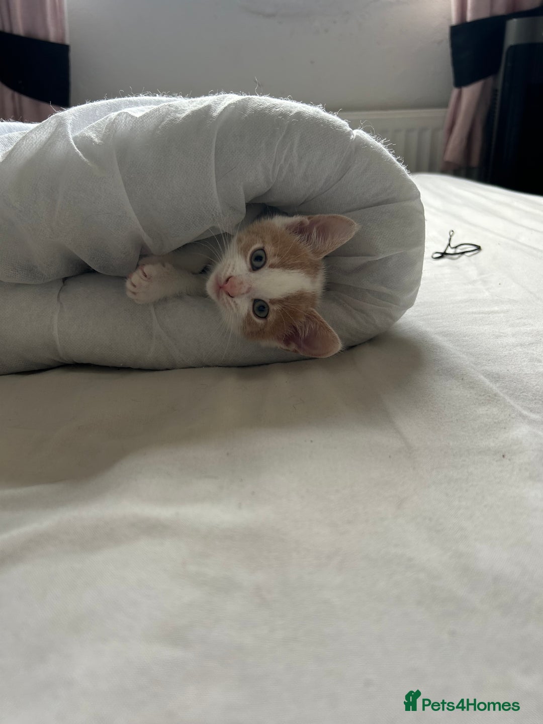 Mixed Breed cats for sale: White and ginger kitten for adoption - Image 4