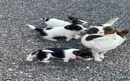 Jack Russell dogs for sale: Jack russel puppy’s  - Image 8