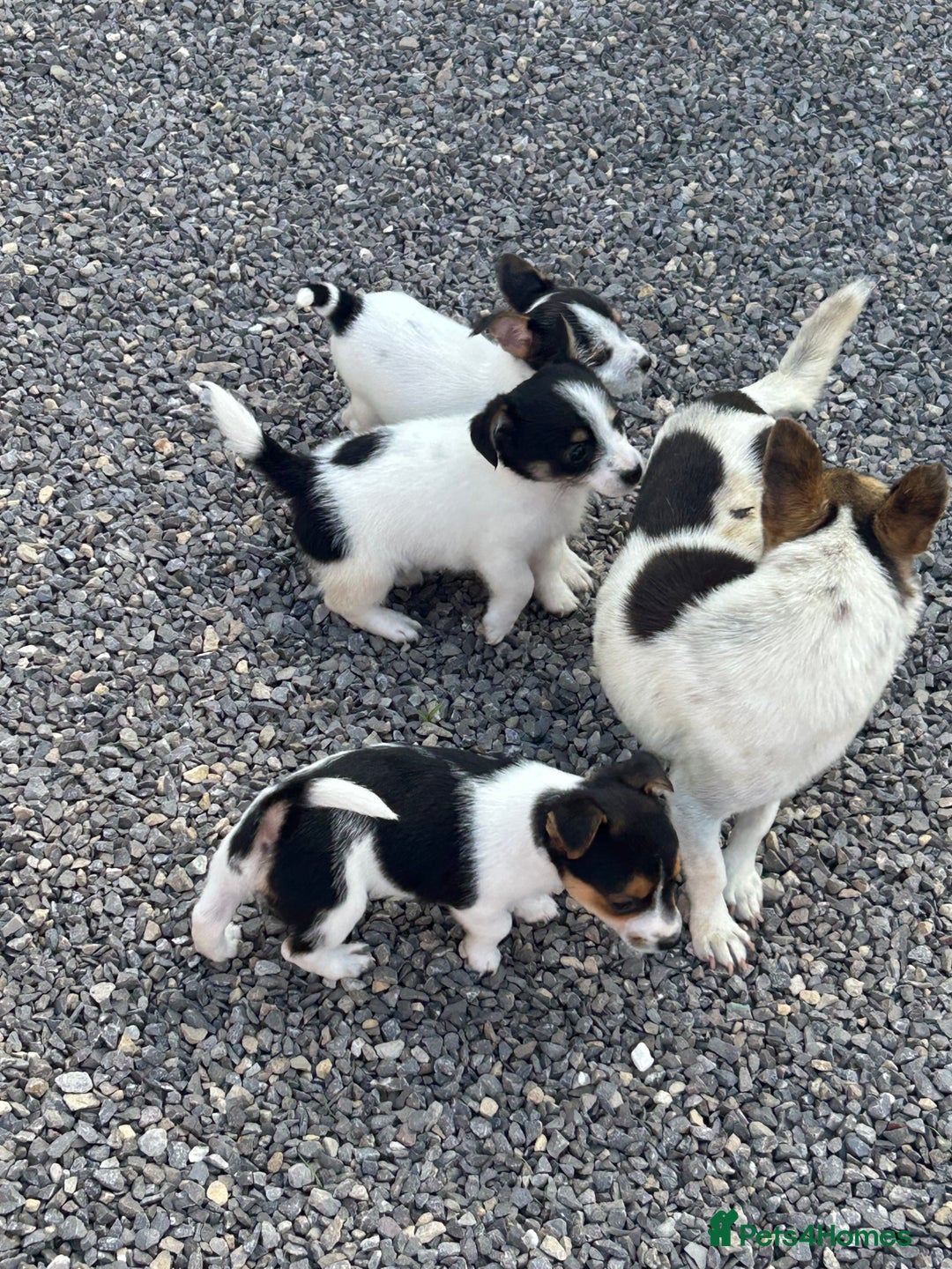 Jack Russell dogs for sale: Jack russel puppy’s  - Image 8