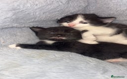 Domestic Shorthair cats for sale: 3 sweet black and white kittens  - Image 4