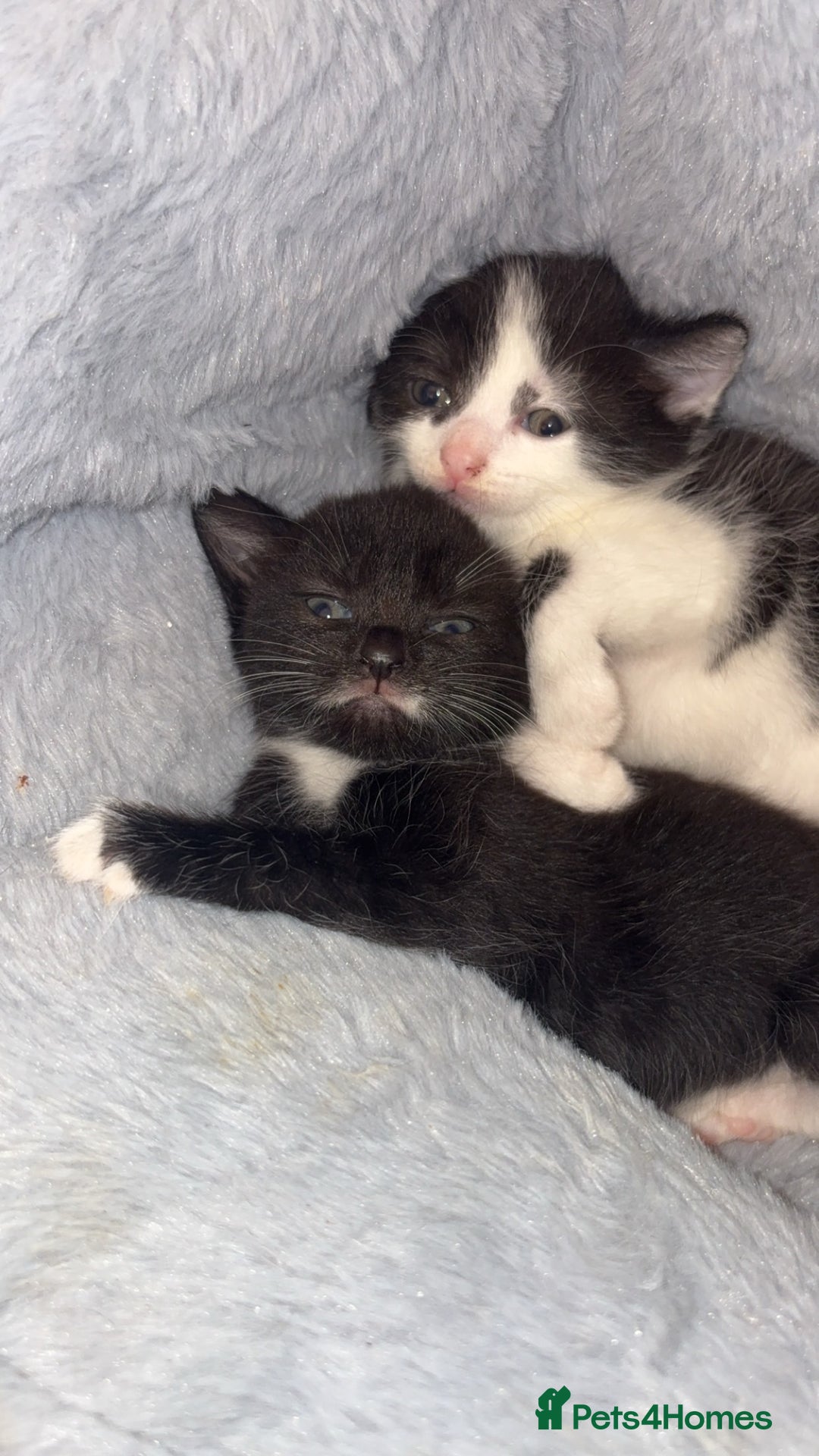 Domestic Shorthair cats for sale: 3 sweet black and white kittens  - Image 4