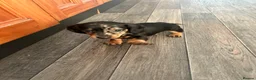 Dachshund dogs for sale: Dachshund puppies - Advert 20