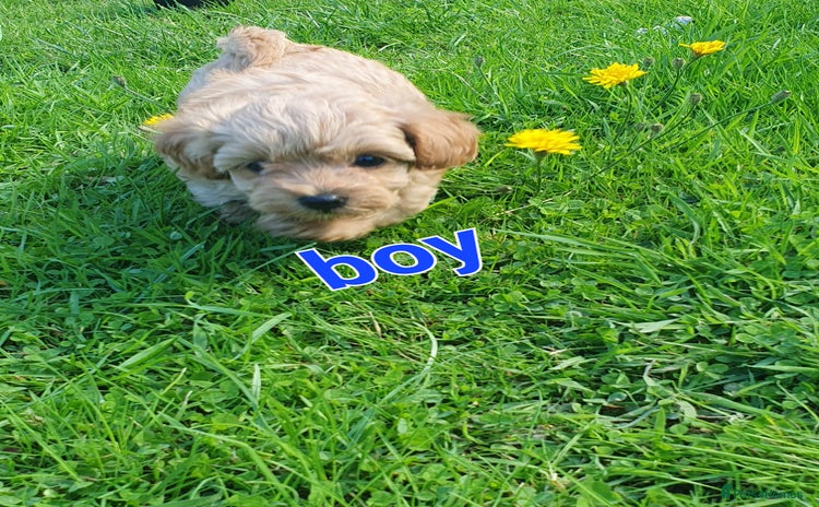Maltipoo dogs - Advert 1